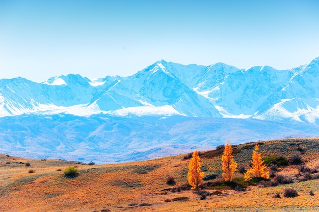 Snow-covered mountain peaks and yellow autumn trees. View of North-Chuya ridge in Altai, Siberia, Russia