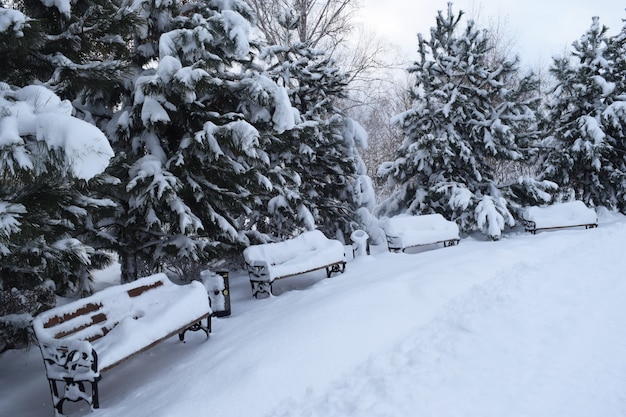 雪に覆われた公園クリスマスツリー木雪が降る