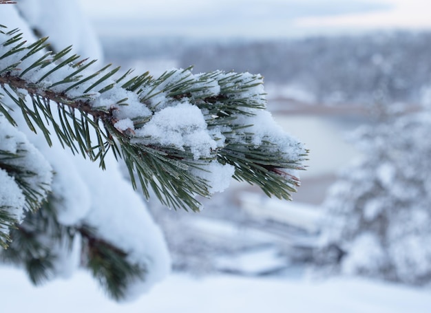 snow-covered pine branch, a frozen lake in a winter forest