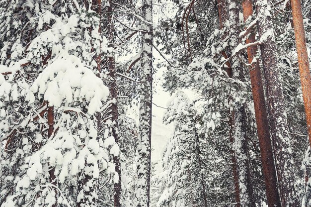 Snow-covered pine in the forest after snowfall. Beautiful winter landscape. Vintage filter