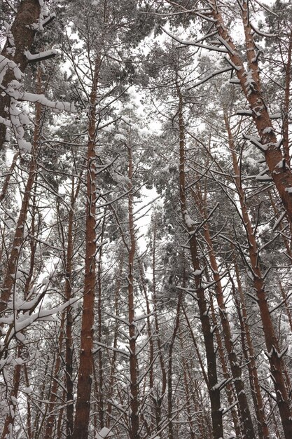 Snow covered pine forest Winter season composition