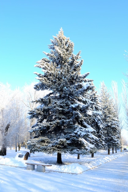 写真 晴れた空を背景に雪で覆われた松の木