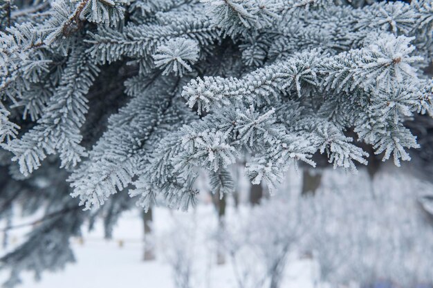 雪に覆われた松の木の枝をクローズ アップ