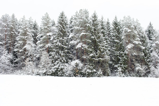 Snow covered pine tree forest