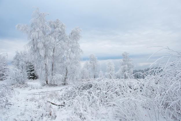 空を背景に雪に覆われた松の木