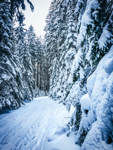 Snow covered pine trees against sky