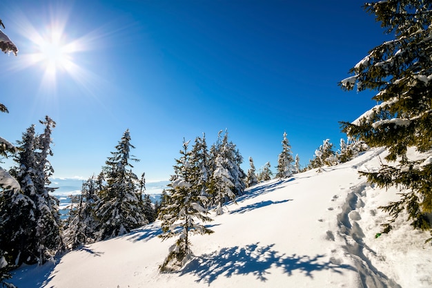 Snow covered pine trees in Carpathian mountains in winter sunny day.