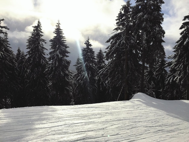 Snow covered pine trees in forest against sky sun behind the clouds skiing