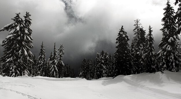 Snow covered pine trees in forest against sky