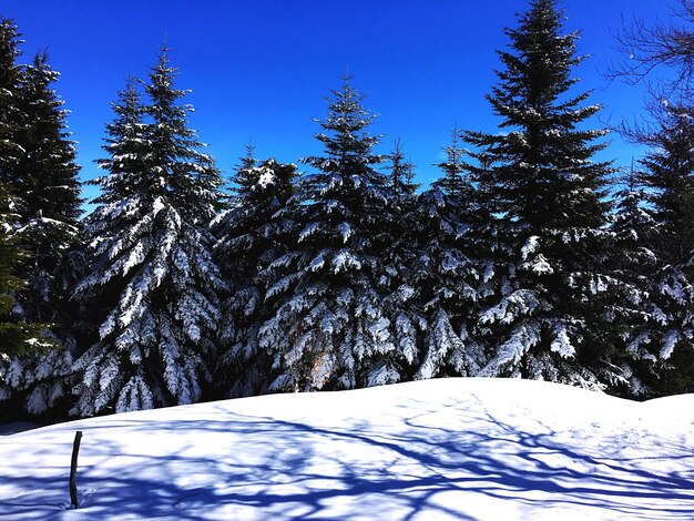 Snow covered pine trees in forest against sky