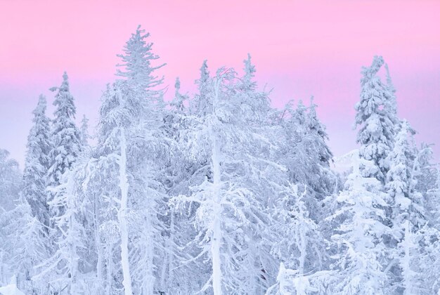 Photo snow covered pine trees in forest