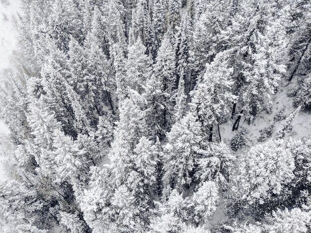 snow covered pine trees in forest