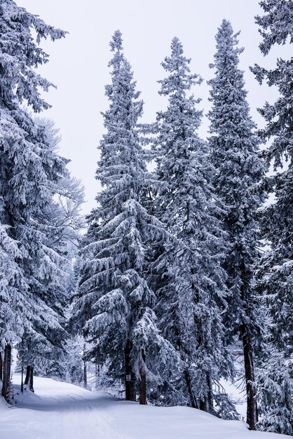 Photo snow covered pine trees in forest