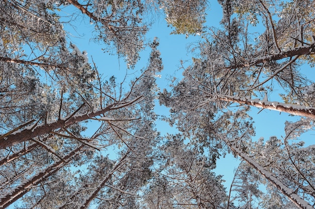 Snow-covered pines against blue sky.