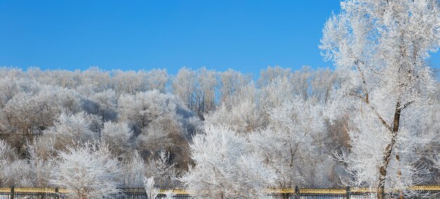 Snow covered plants against blue sky