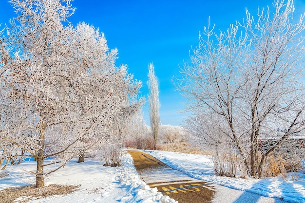 写真 青い空を背景に雪で覆われた植物