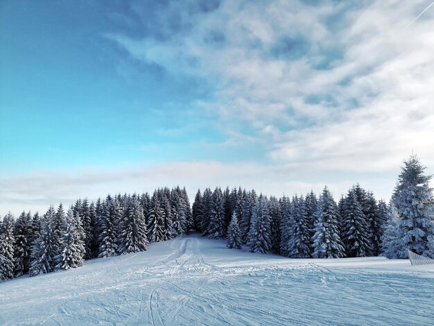 Photo snow covered plants against sky