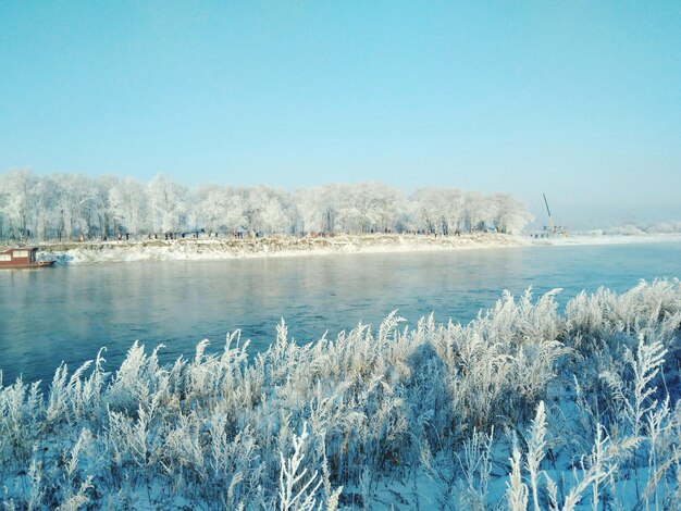 Snow covered plants by river against clear sky