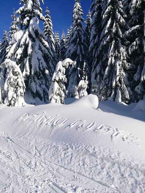 Snow covered plants on field