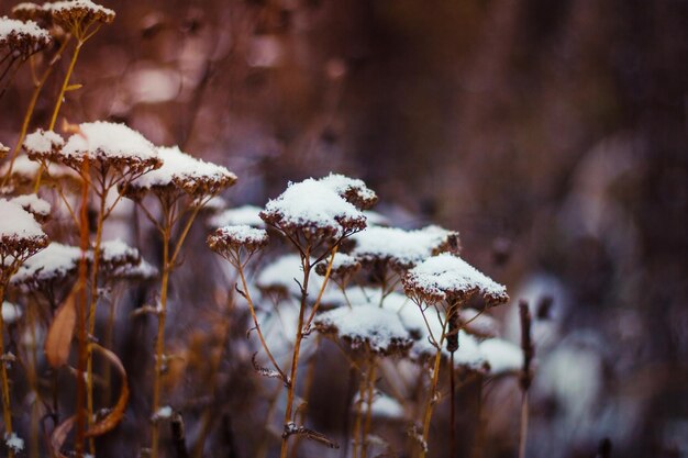 Snow covered plants. Hoarfrosted herbs