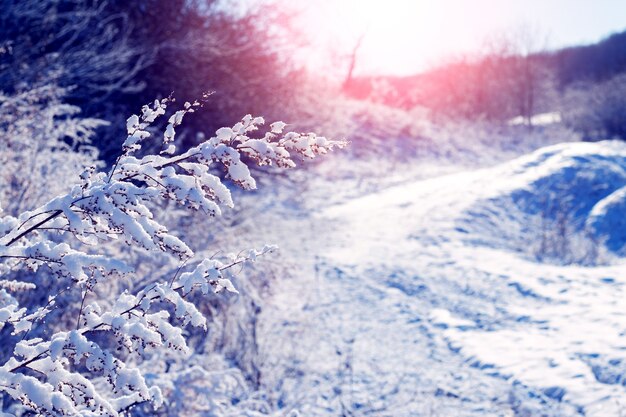 日の出、冬の景色の冬の雪に覆われた植物