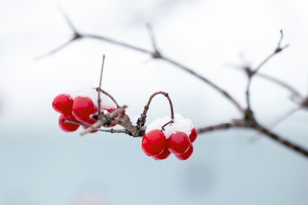 Snow-covered red berries of viburnum on a tree on a light blurred background