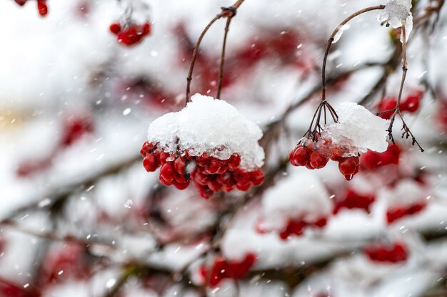 Snow-covered red berries of viburnum in winter