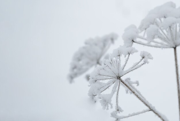 青い空を背景に雪に覆われた葦。