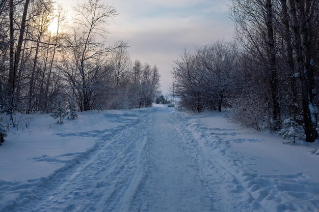 Snow covered road amidst bare trees against sky