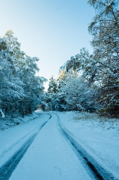 空に照らされた木々の中の雪に覆われた道路