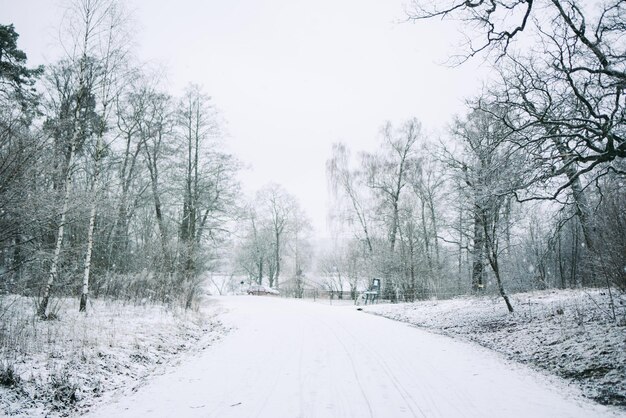 写真 空に照らされた木々の中の雪に覆われた道路