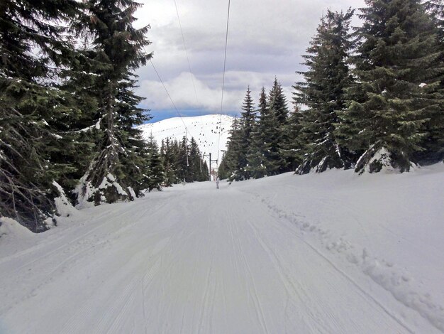 Snow covered road amidst trees against sky