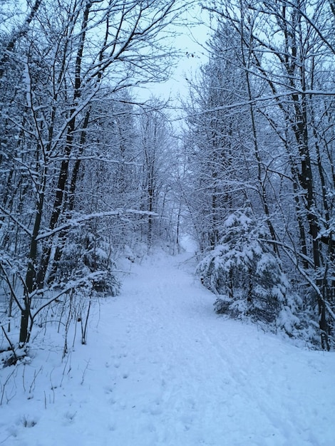 Snow covered road amidst trees during winter