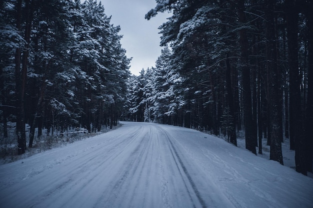 Snow covered road amidst trees at forest