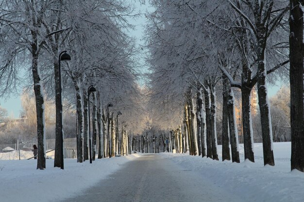 Snow covered road amidst trees in forest