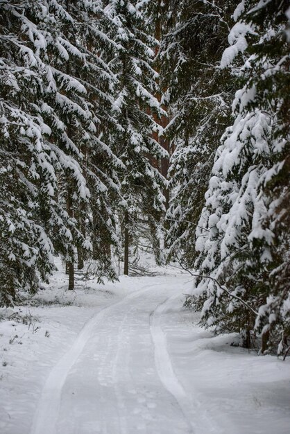 Photo snow covered road amidst trees