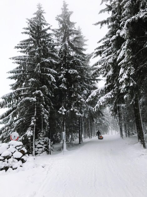 Snow covered road amidst trees