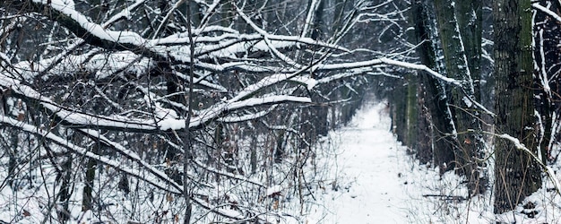 Strada innevata in boschetti della foresta nell'inverno durante le precipitazioni nevose