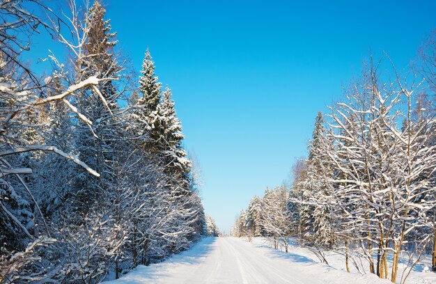 写真 針葉樹林の雪道