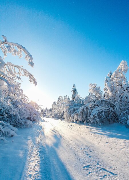 A snow-covered road passes by a snow-covered forest