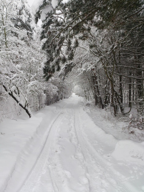 写真 森を通る雪に覆われた道路