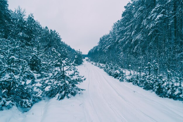 Snow covered road in a pine forest