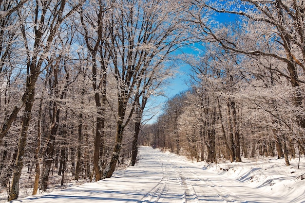 Snow covered road in winter forest