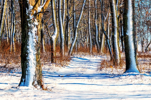 Snow-covered road in the woods in sunny weather