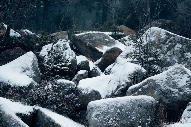 Photo snow covered rocks in forest