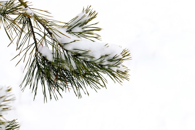 Snow-covered spruce branch on a light background