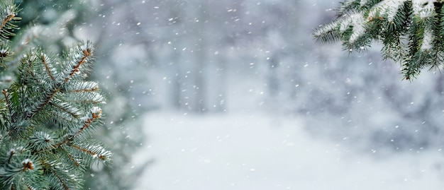 Snow-covered spruce branches in the winter forest on a blurred background during a snowfall