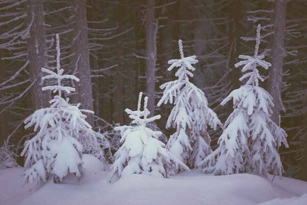 Snow covered spruce forest