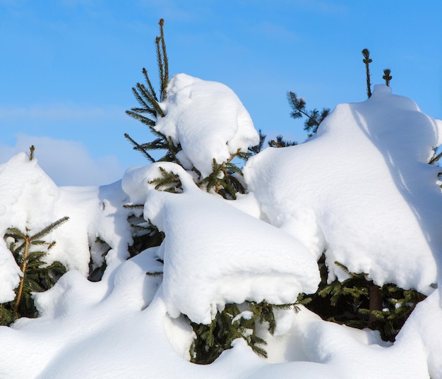 Snow covered spruce trees Snow drifts after snowfal