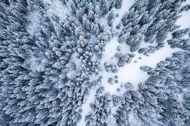 冬のドローン空撮で雪に覆われたトウヒの木